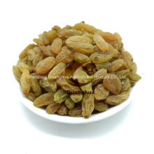 Hot Sale Golden Raisin Red Raisin Green Raisin Natural Taste